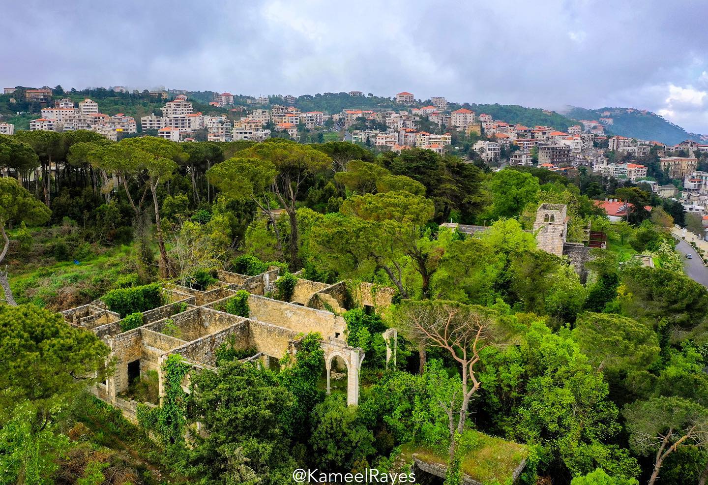 Cedar tree in Mount Lebanon